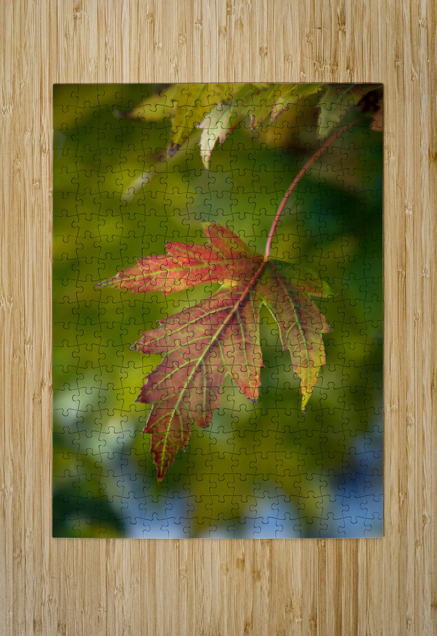 Maple Leaf Bo Insogna Puzzle printing