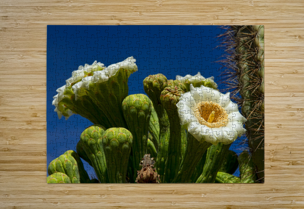 Saguaro Cactus Blooms Bo Insogna Puzzle printing