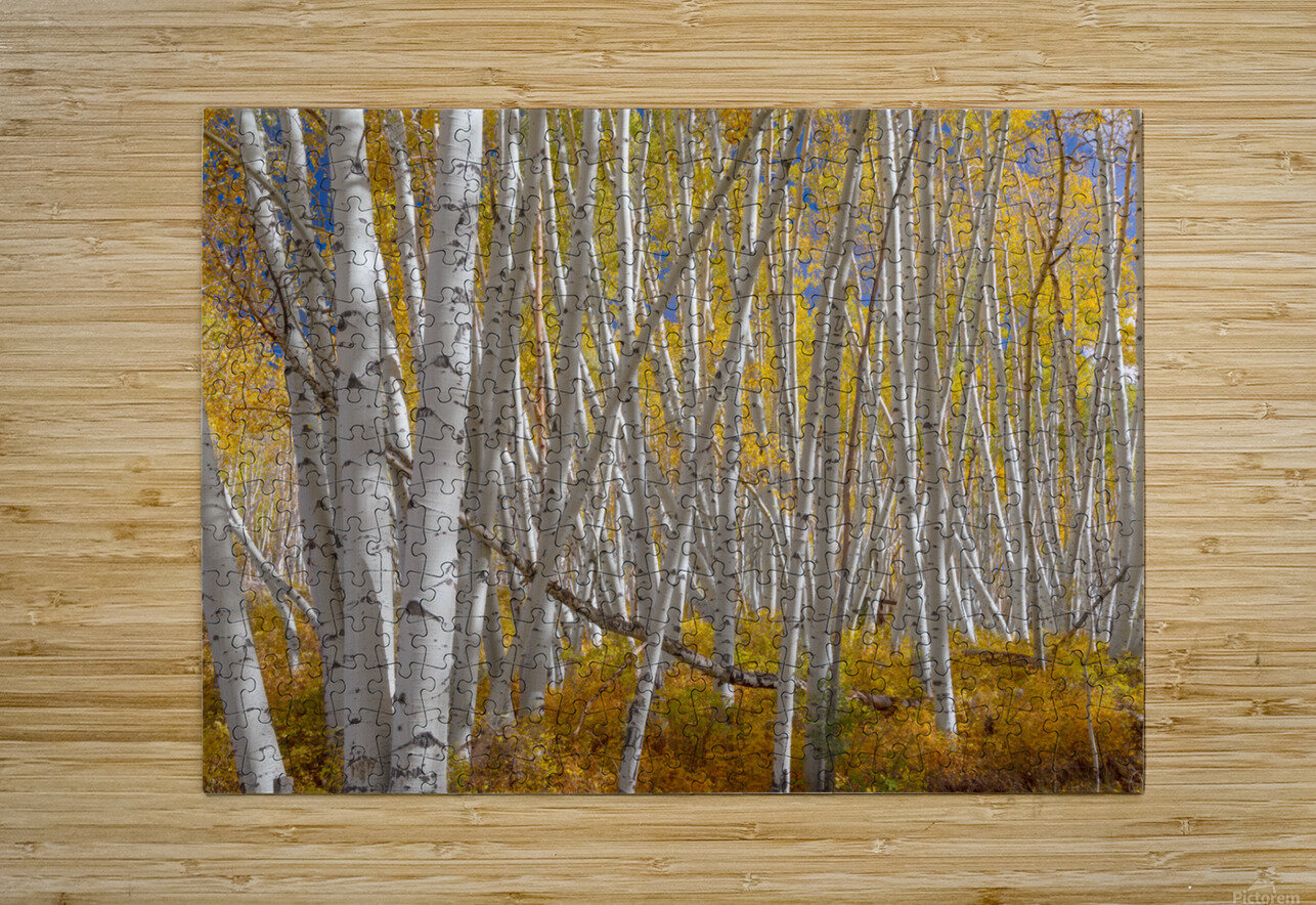 Stick Forest  HD Metal print with Floating Frame on Back