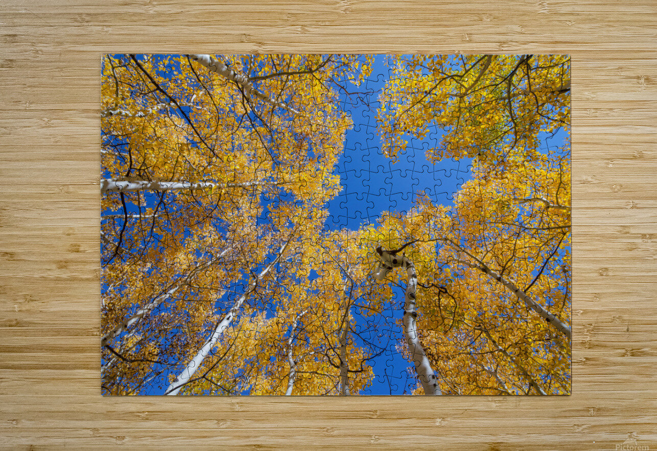 Aspen  Curve  HD Metal print with Floating Frame on Back
