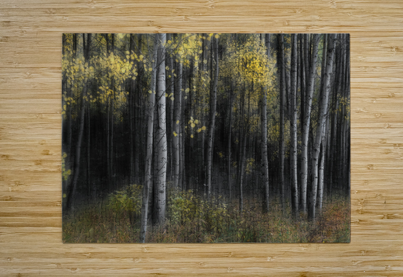 Aspen Tree Grove Into Darkness  HD Metal print with Floating Frame on Back