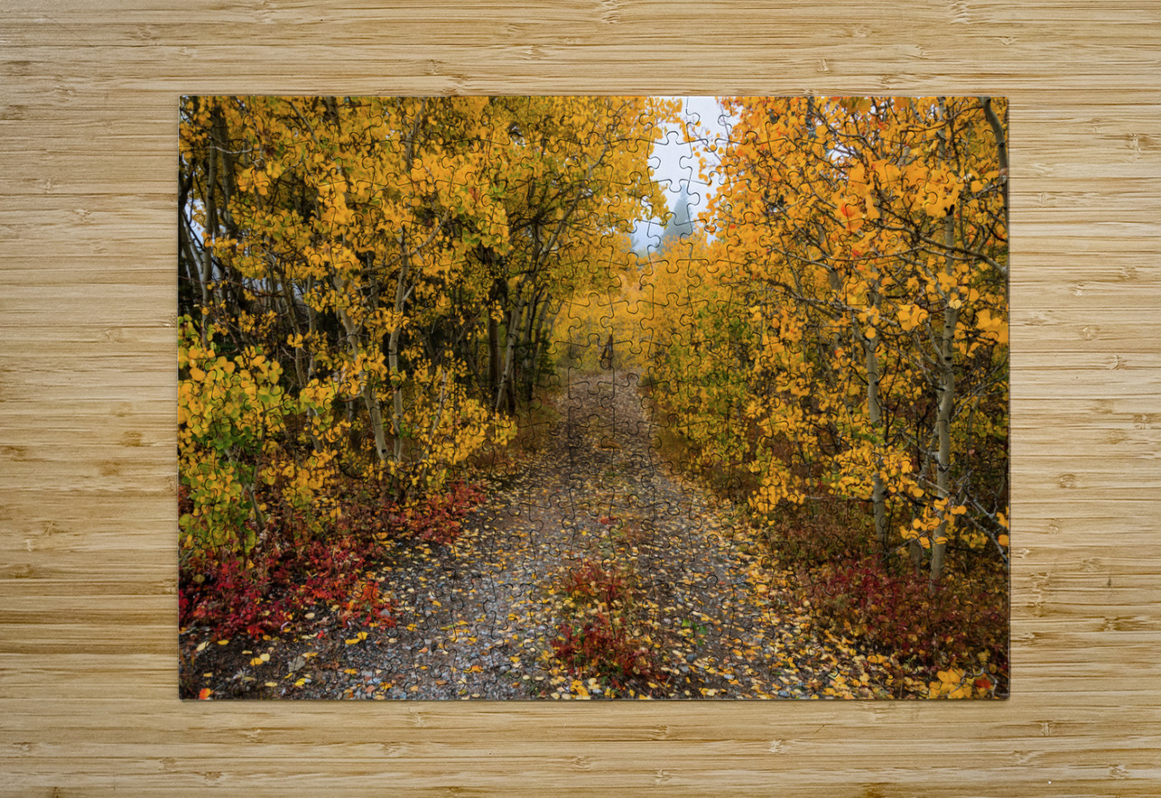 Colorful Autumn Hiking Path  HD Metal print with Floating Frame on Back