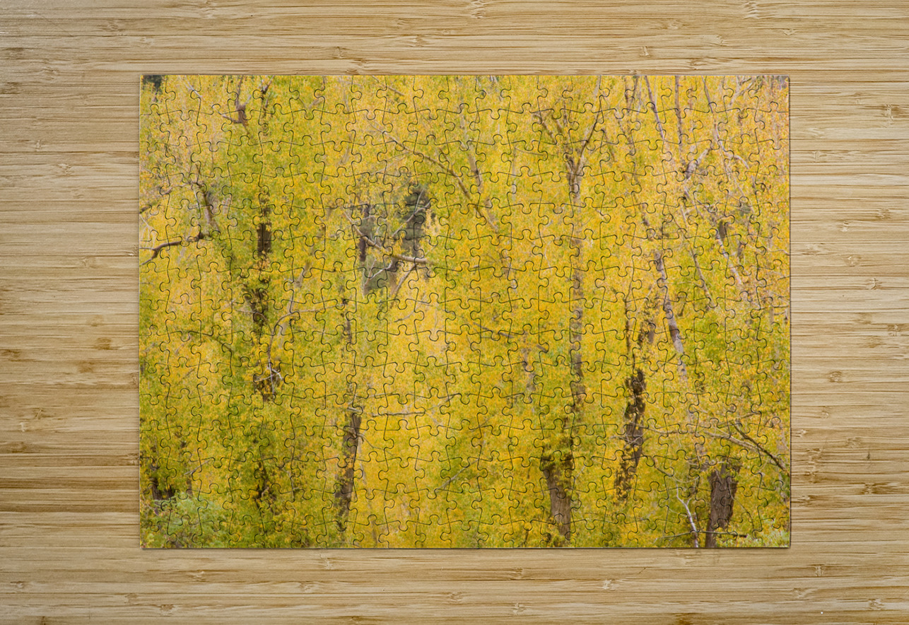 cottonwood autumn colors  HD Metal print with Floating Frame on Back