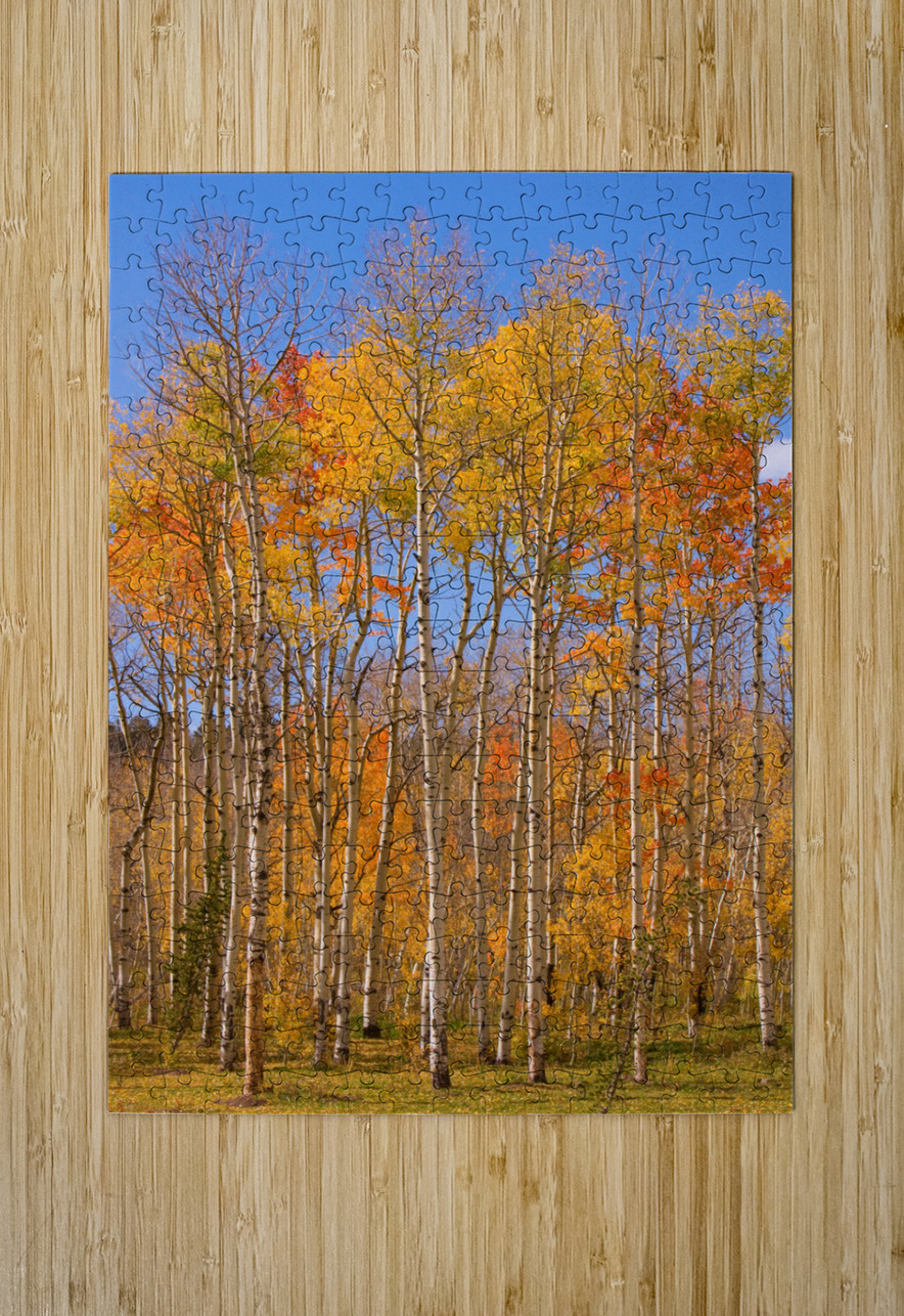 colorful colorado autumn   HD Metal print with Floating Frame on Back
