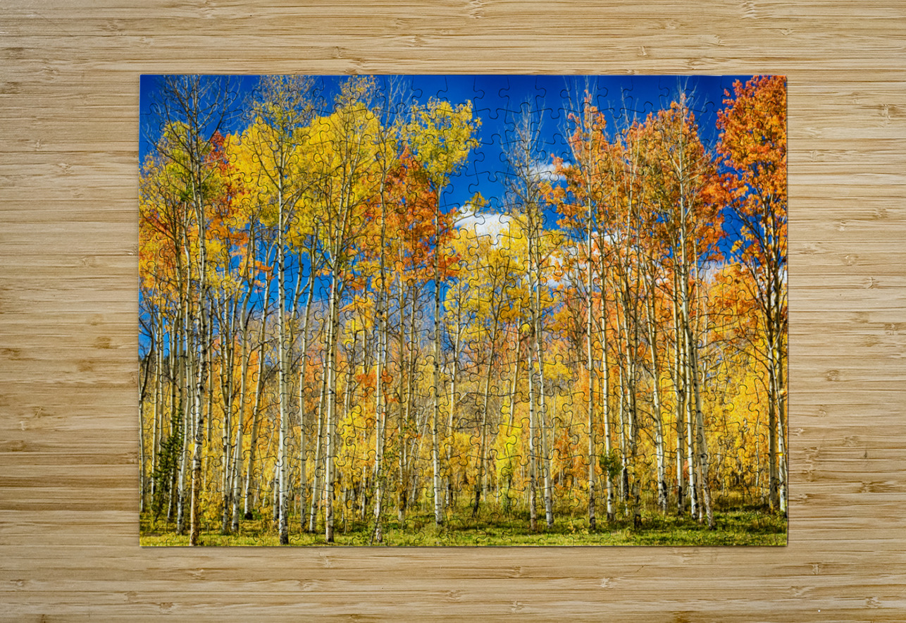 colorful colorado autumn aspen trees  HD Metal print with Floating Frame on Back