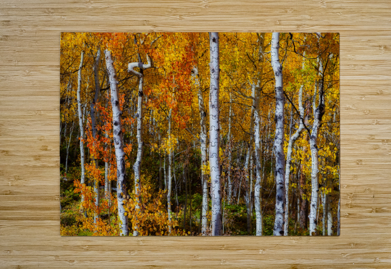 Forest Color Burst  HD Metal print with Floating Frame on Back