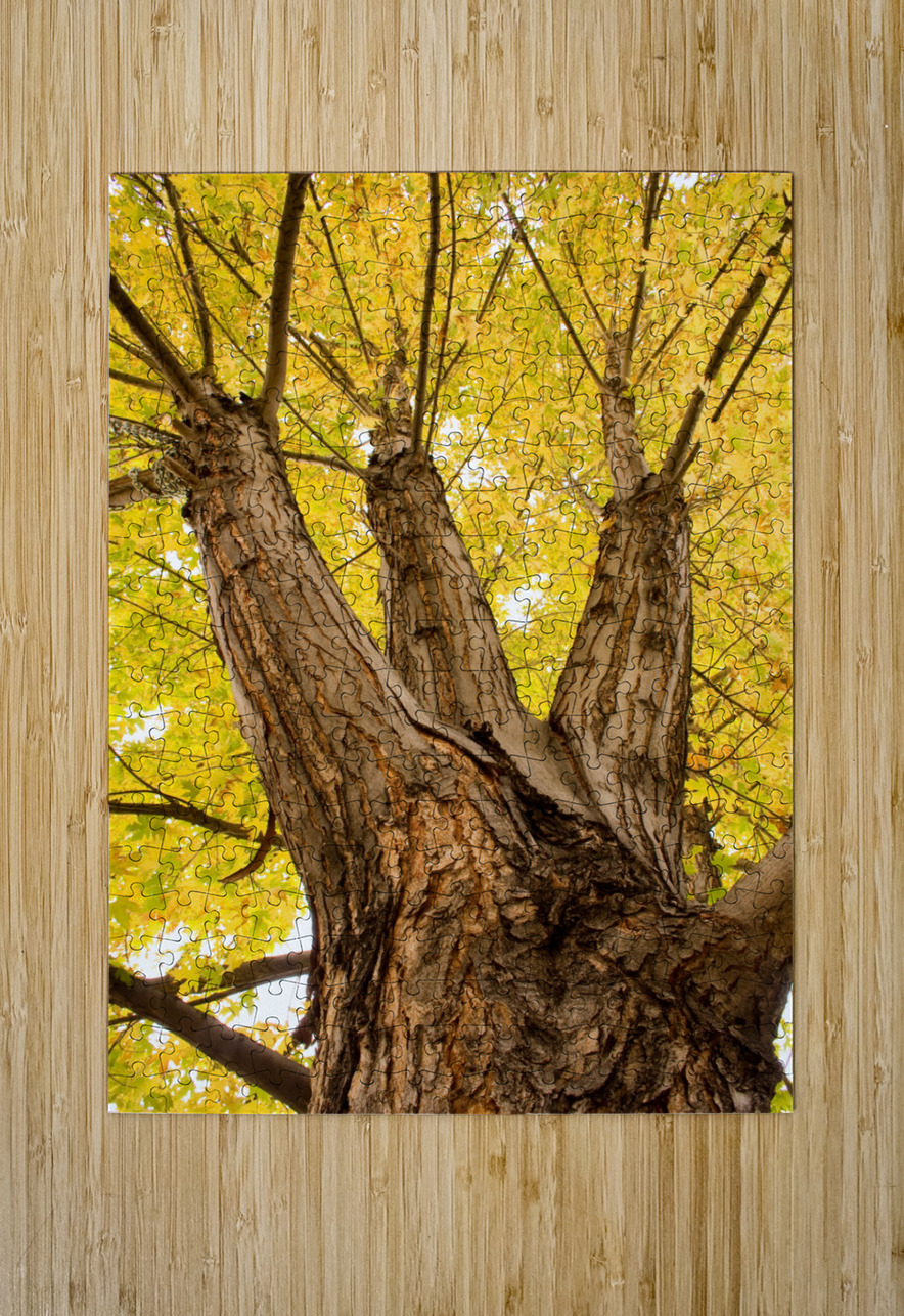Big Maple  HD Metal print with Floating Frame on Back