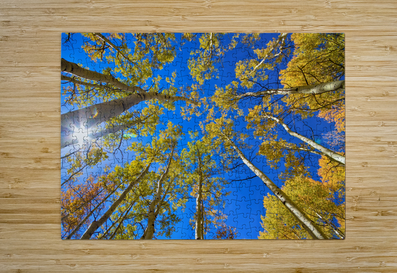 Autumn Aspen Magic  Impression métal HD avec cadre flottant sur le dos