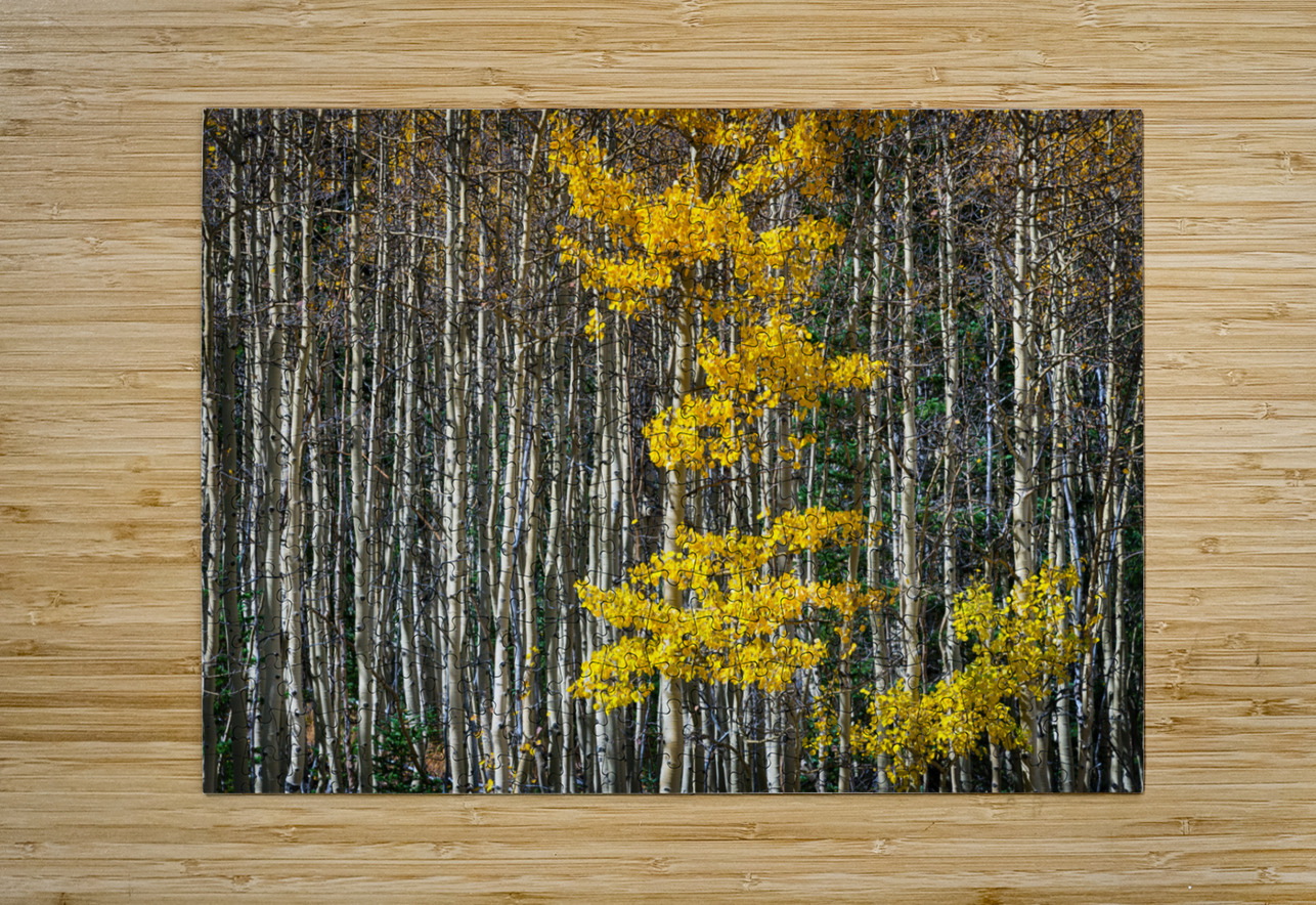 Mellow Yellow  HD Metal print with Floating Frame on Back