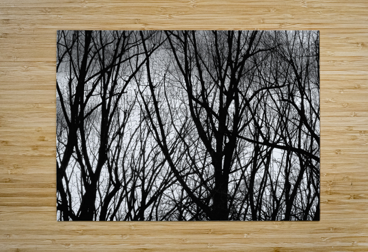 Tree Branches Into The Night  HD Metal print with Floating Frame on Back