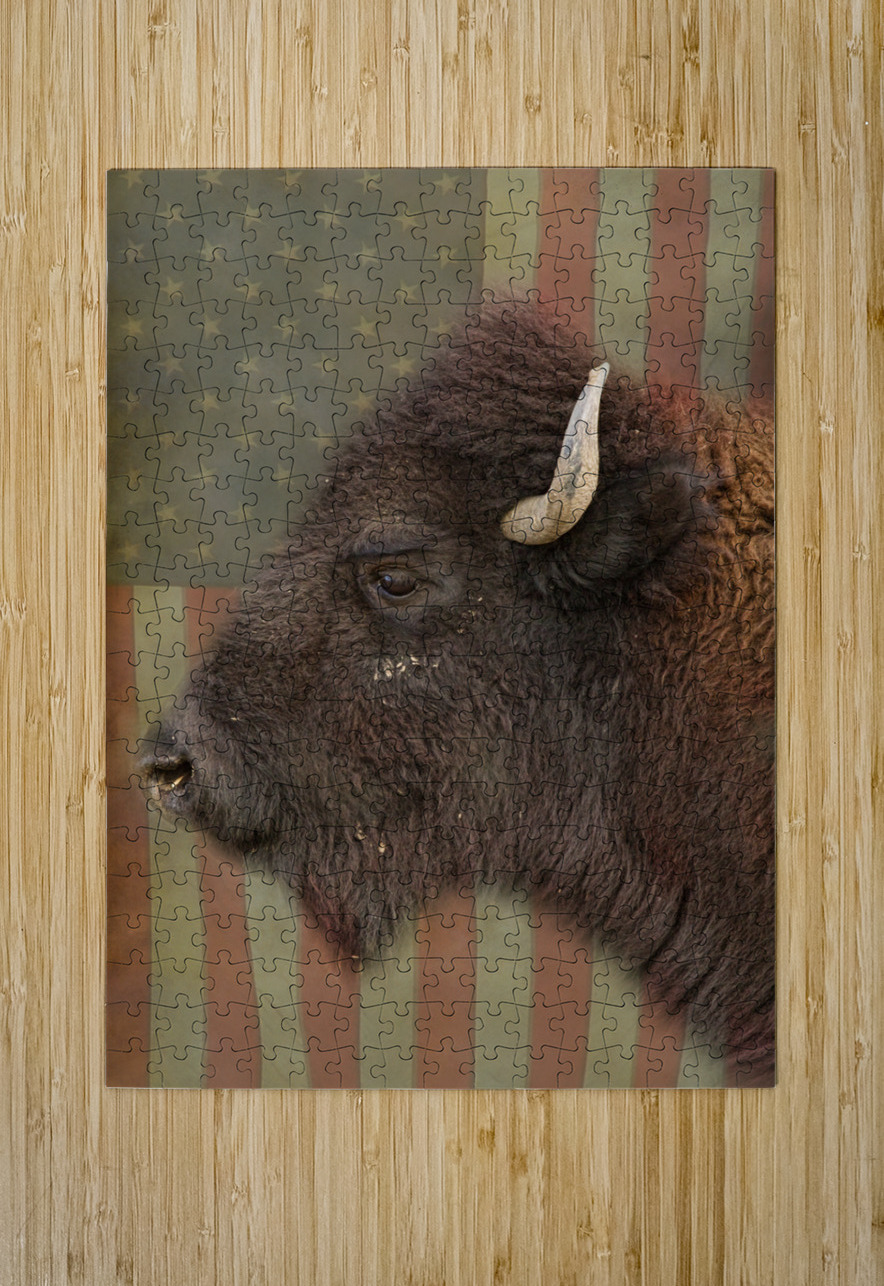 American Bison Profile  HD Metal print with Floating Frame on Back
