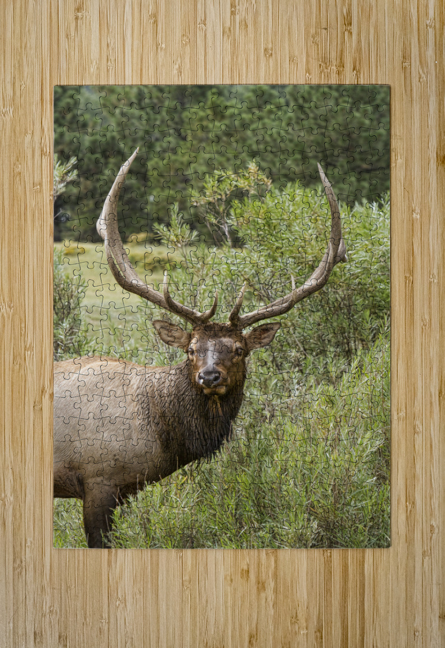 Bull Elk Eyes  HD Metal print with Floating Frame on Back
