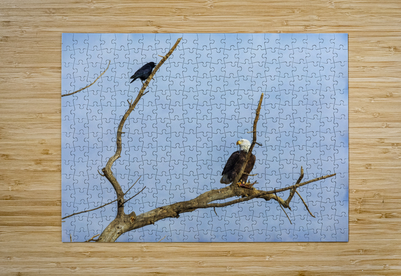 Bald Eagle Crow  HD Metal print with Floating Frame on Back