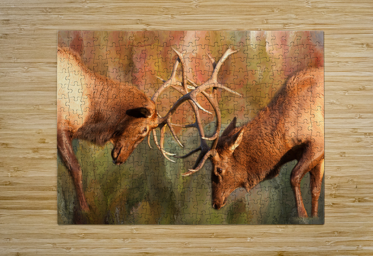 Bull Elk Sparring In The Mix  HD Metal print with Floating Frame on Back