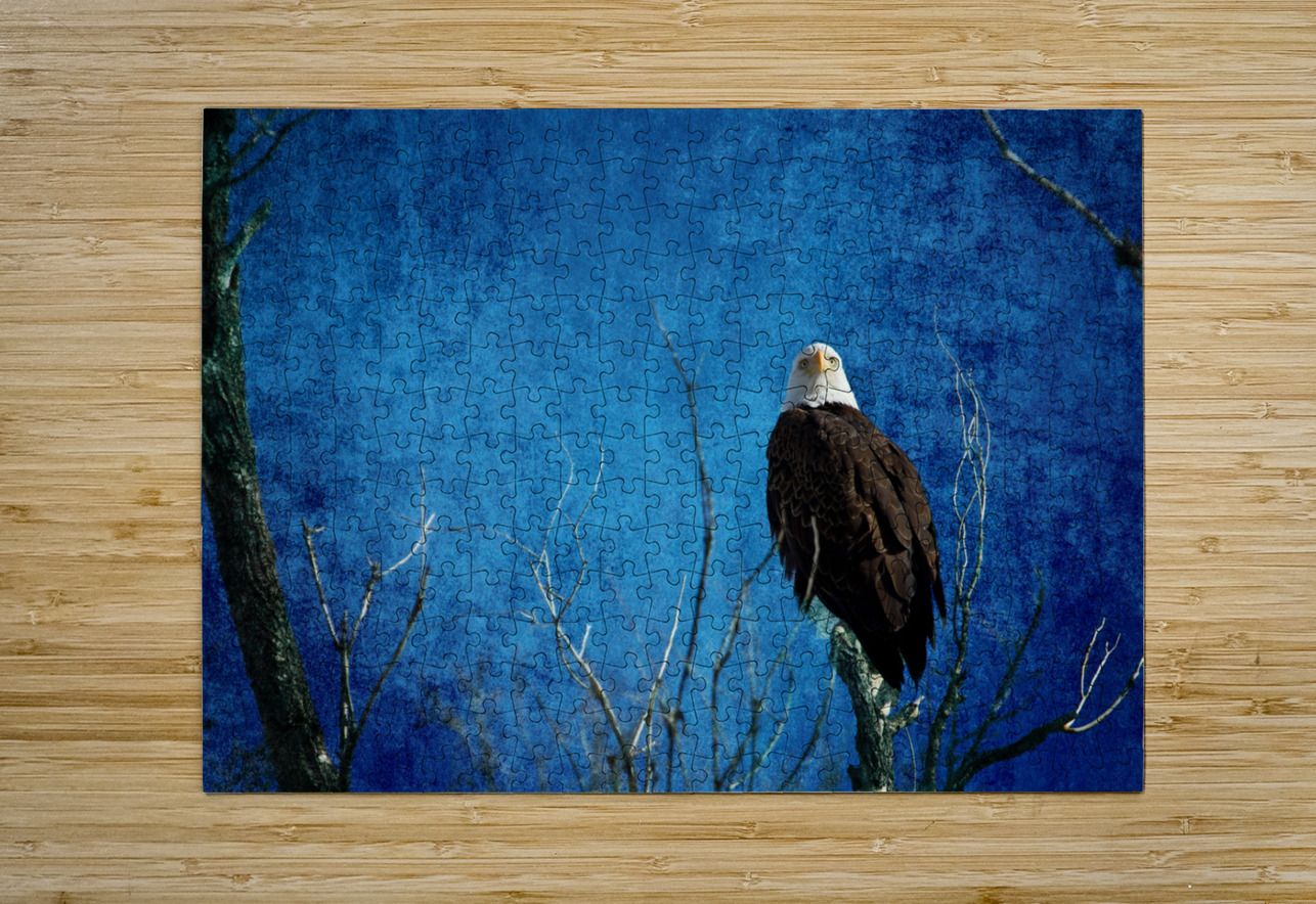 Bald Eagle Blues Into Night  Impression métal HD avec cadre flottant sur le dos