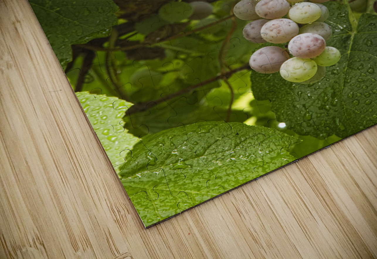 Red Grapes on The Vine Bo Insogna Puzzle