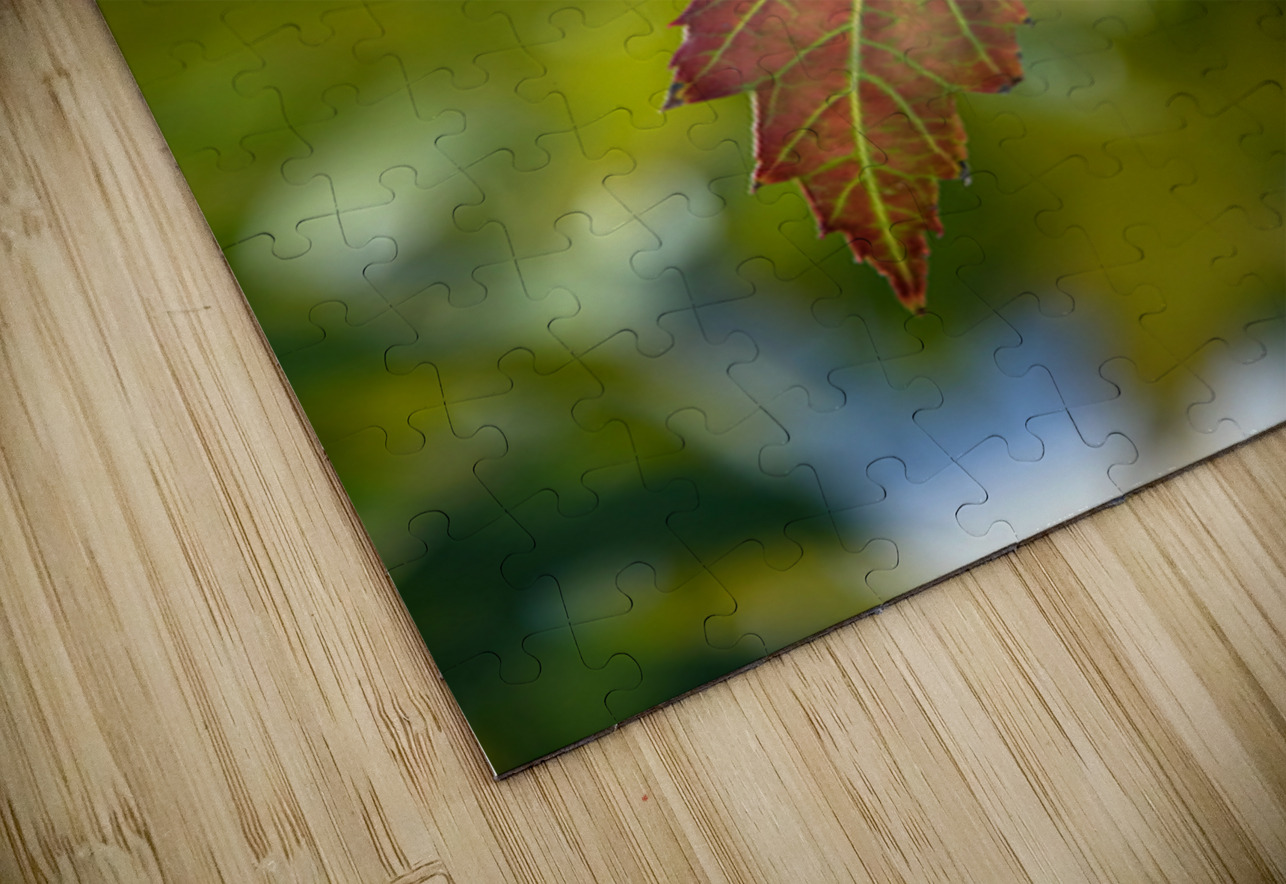 Maple Leaf Bo Insogna Puzzle
