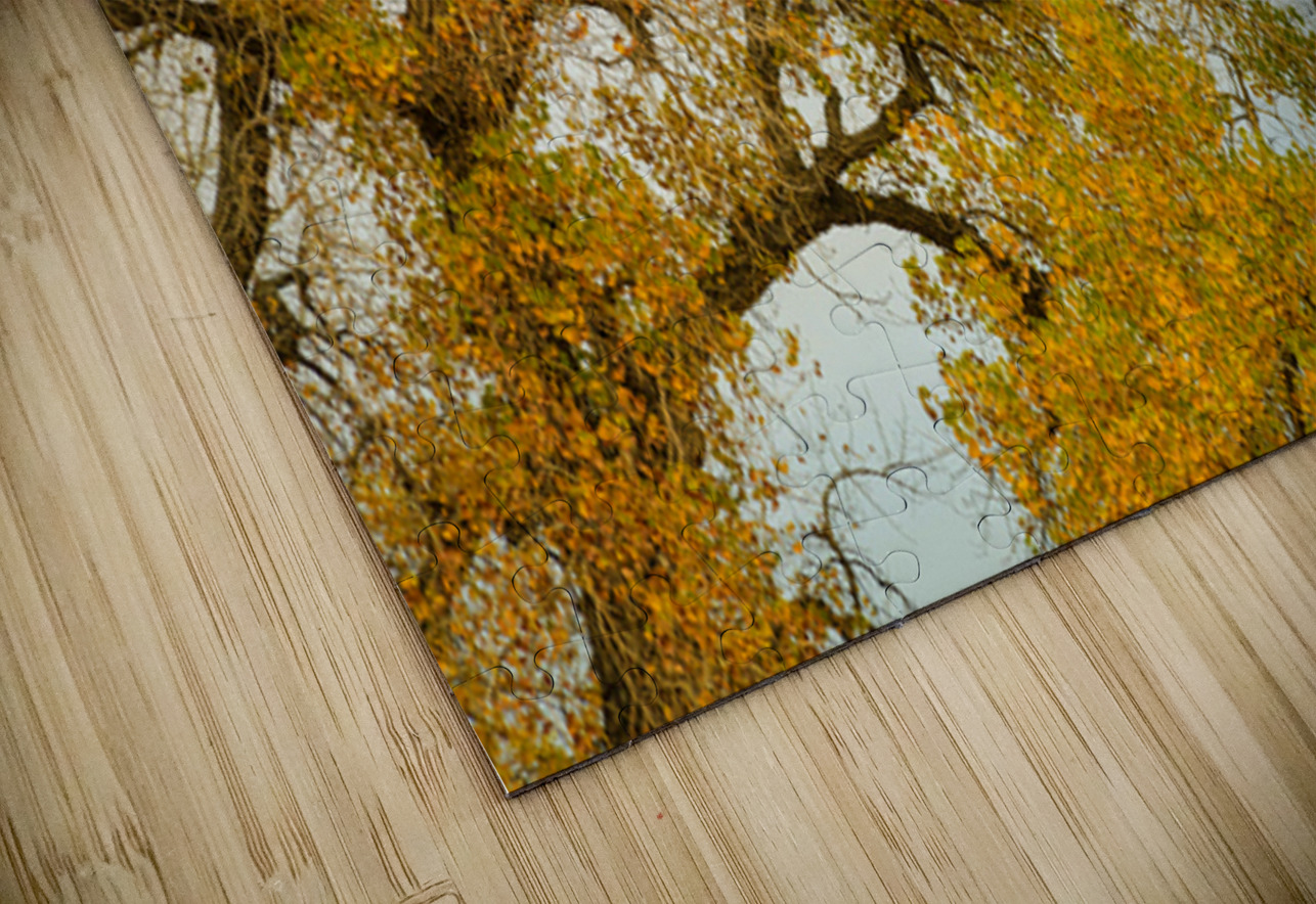 Glory Glory Bo Insogna Puzzle