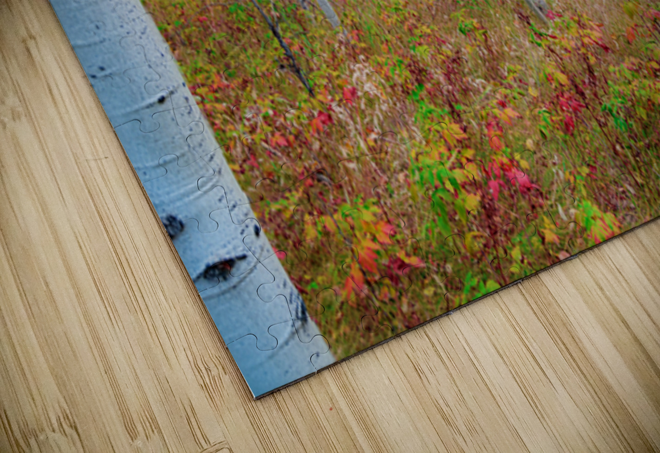 Golden Light on an Autumn Aspen Forest Bo Insogna Puzzle