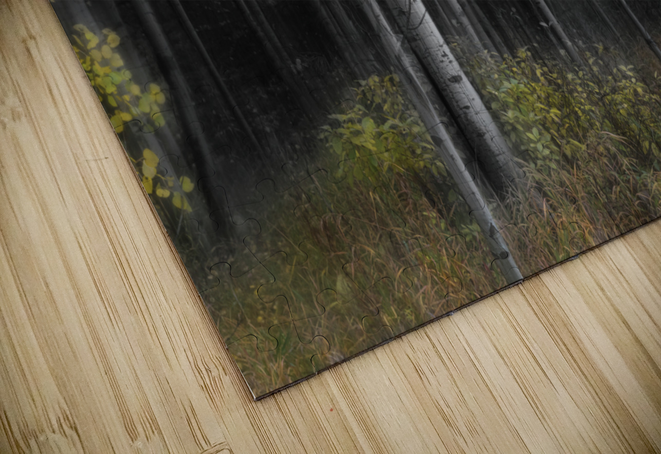 Aspen Tree Grove Into Darkness HD Sublimation Metal print