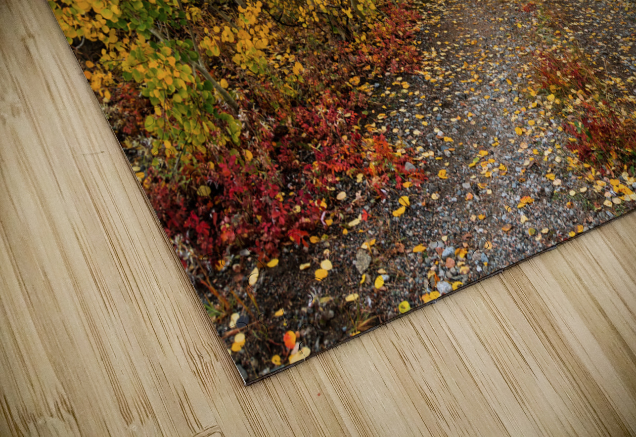 Colorful Autumn Hiking Path HD Sublimation Metal print