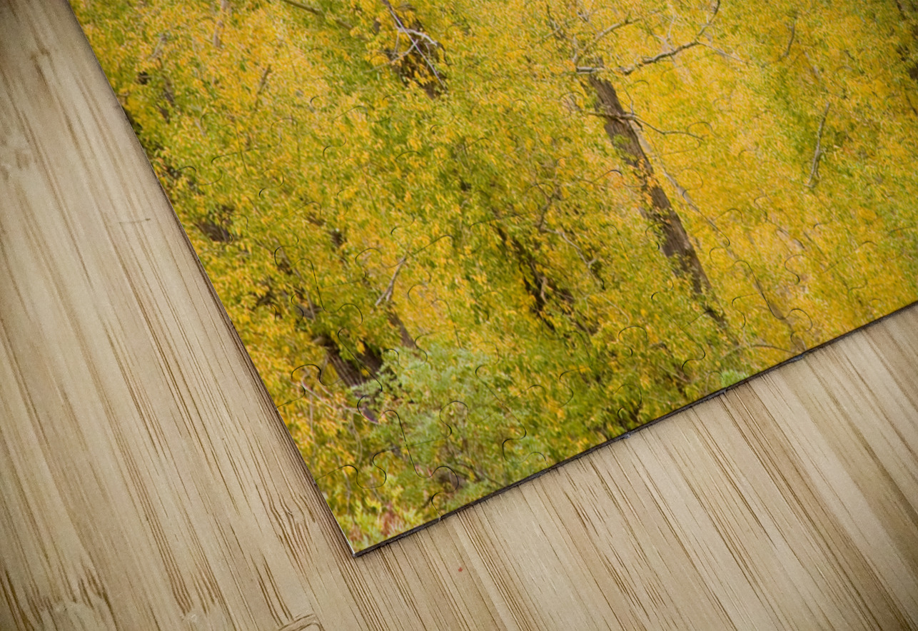 cottonwood autumn colors HD Sublimation Metal print
