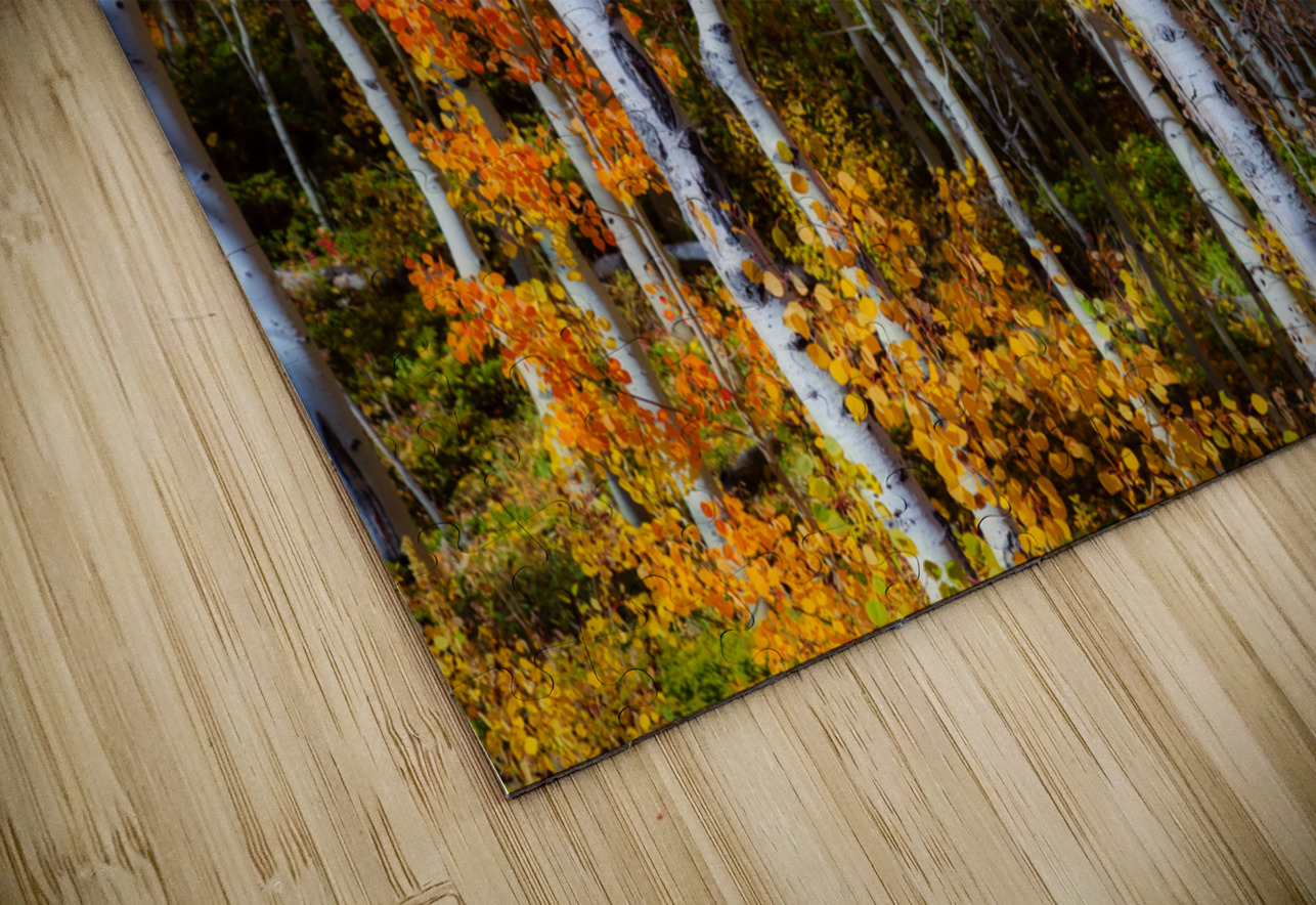 Forest Color Burst HD Sublimation Metal print