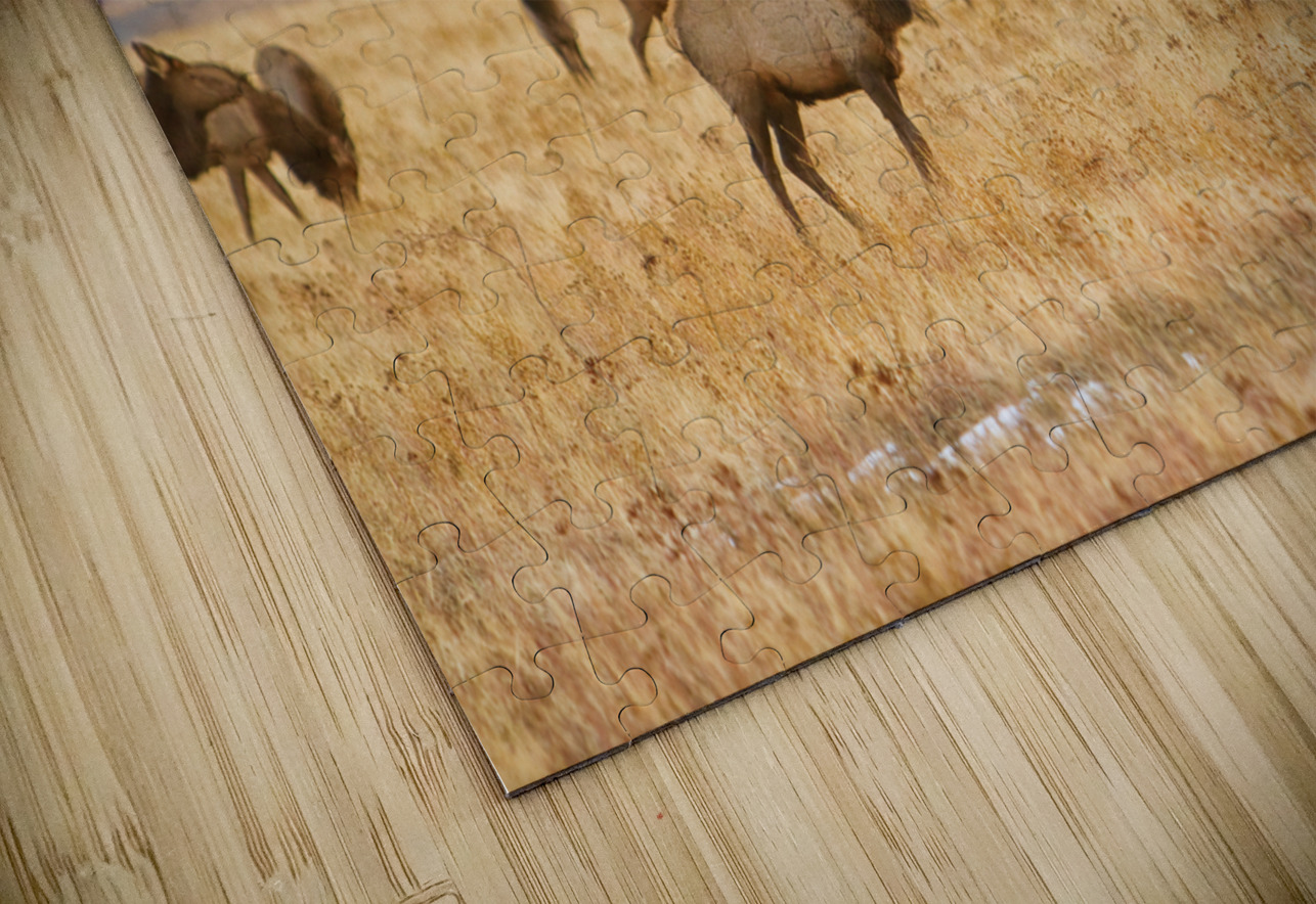 Elk Heard Grazing Rocky Mountain Foothills HD Sublimation Metal print