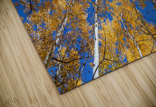 Aspen Curve Bo Insogna puzzle