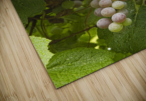 Red Grapes on The Vine Bo Insogna puzzle