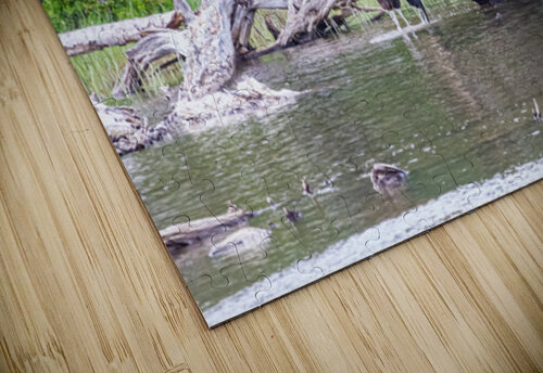 Water Feeding Moose Bo Insogna puzzle