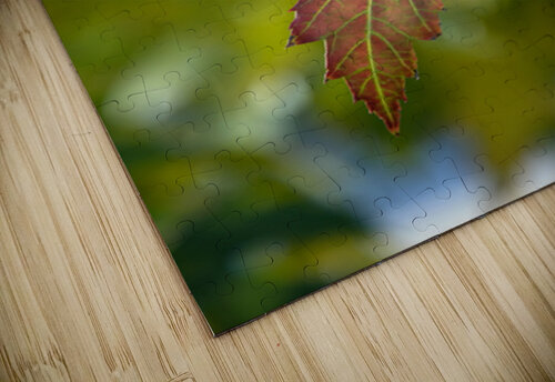 Maple Leaf Bo Insogna puzzle