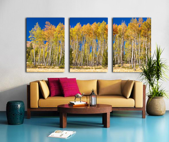 autumn aspen trees Panorama1 Split Canvas print