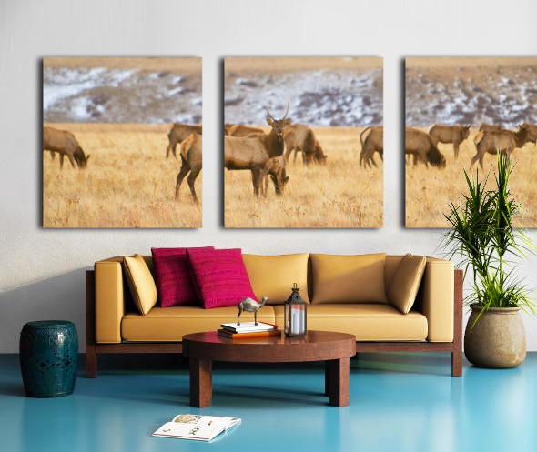 Elk Heard Colorado Foothills Plains Panorama Split Canvas print