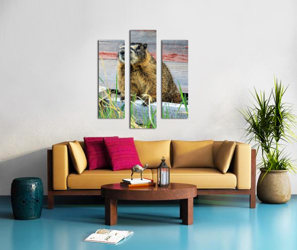 Marmot  Canvas print