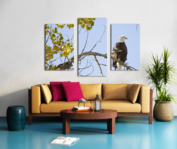 Eagle Watching Canvas print