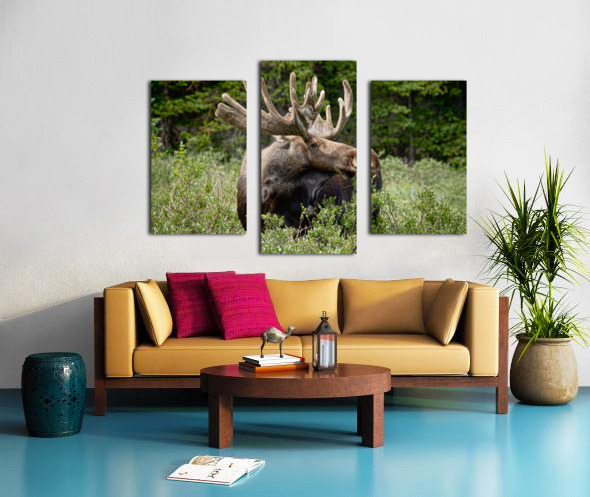 Bull Moose Wild Canvas print