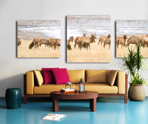 Elk Heard On The Rocky Mountain Foothills   Canvas print