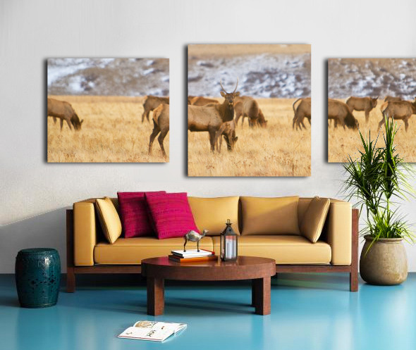 Elk Heard Colorado Foothills Plains Panorama Canvas print