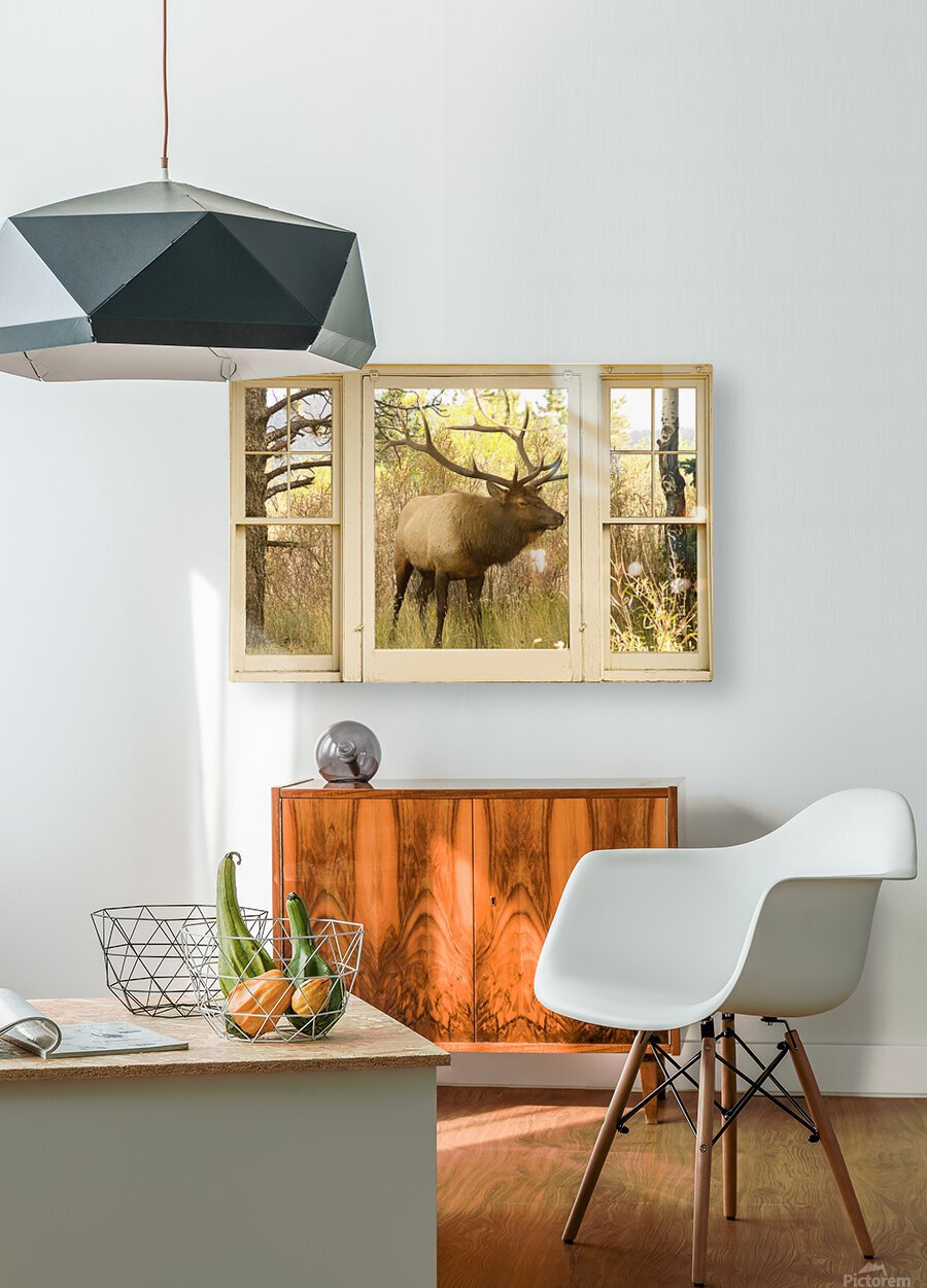 Bull Elk Window View  HD Metal print with Floating Frame on Back