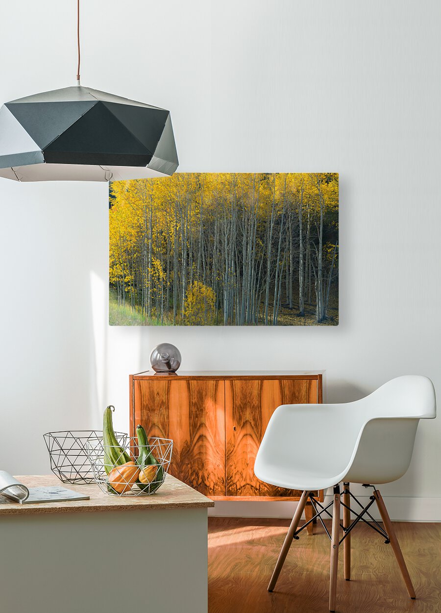 That Morning Autumn Light  HD Metal print with Floating Frame on Back