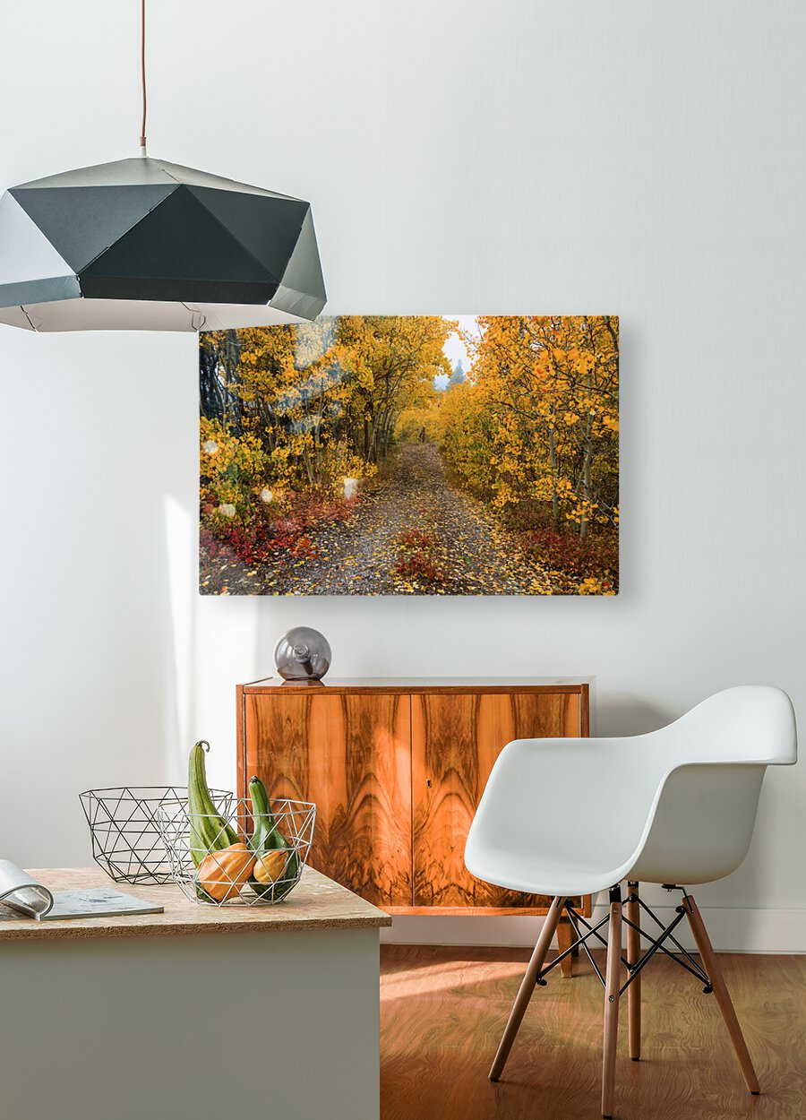 Colorful Autumn Hiking Path  HD Metal print with Floating Frame on Back