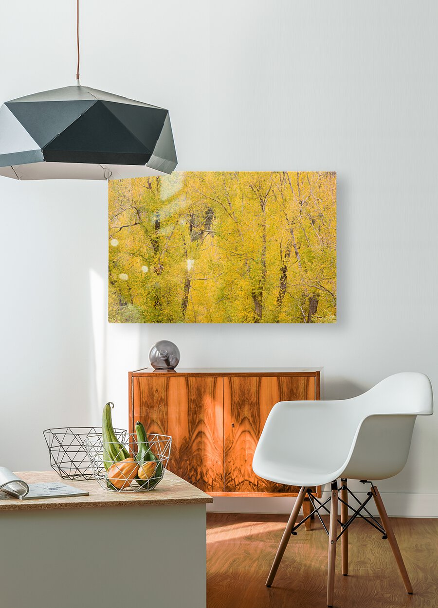 cottonwood autumn colors  Impression métal HD avec cadre flottant sur le dos