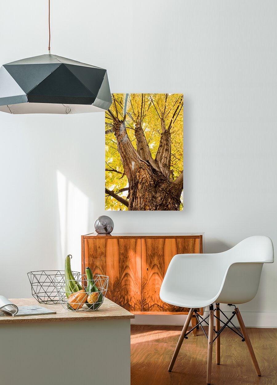 Big Maple  HD Metal print with Floating Frame on Back