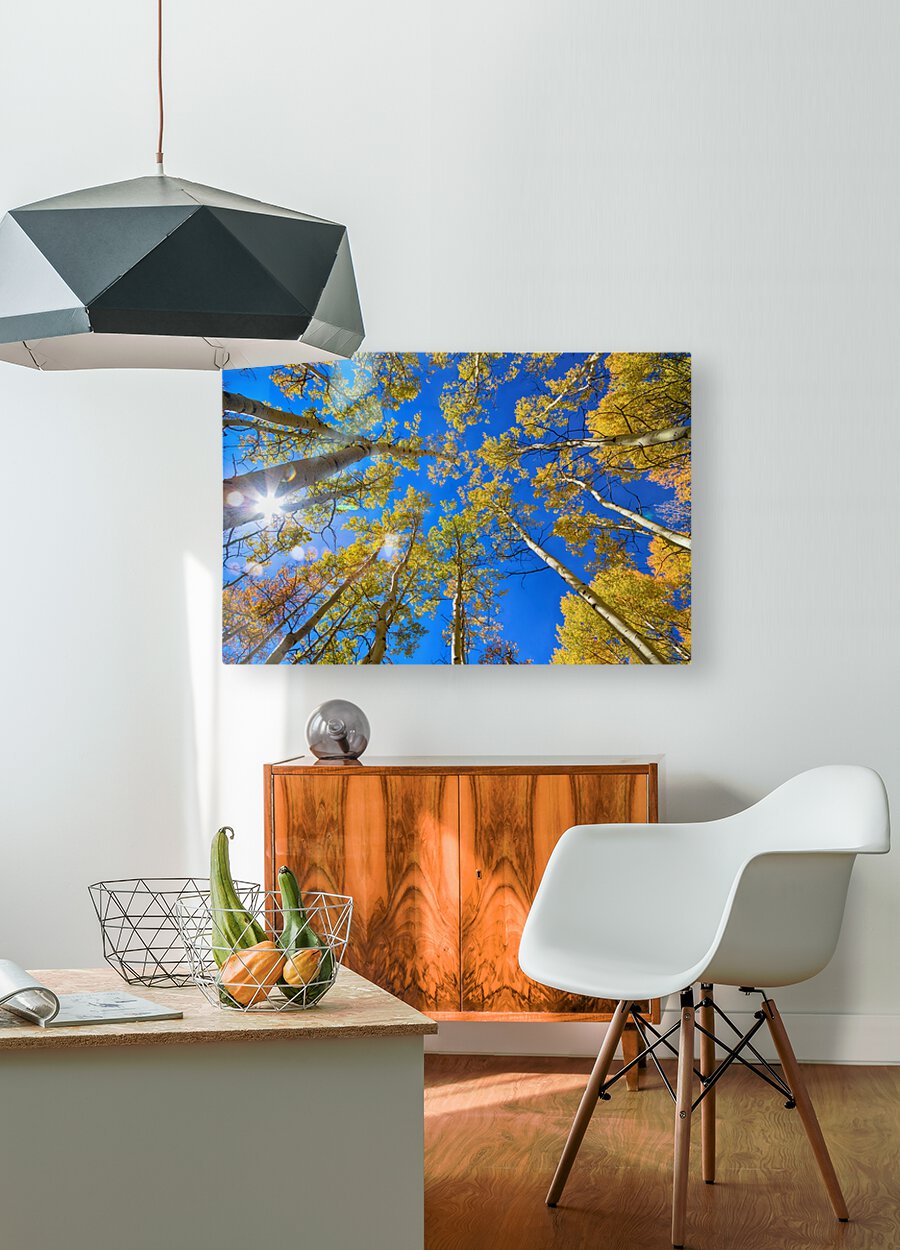 Autumn Aspen Magic  HD Metal print with Floating Frame on Back