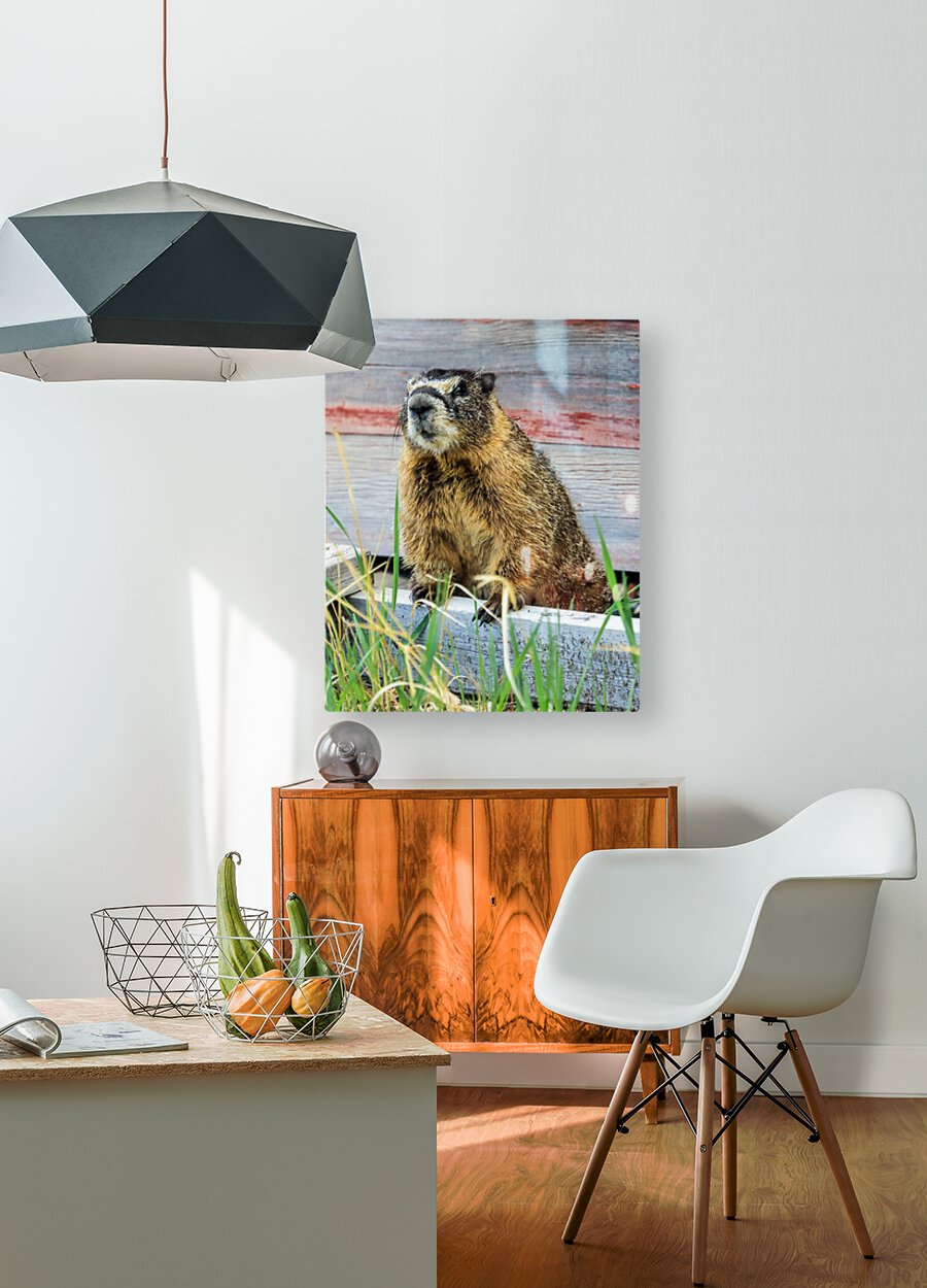 Marmot   HD Metal print with Floating Frame on Back