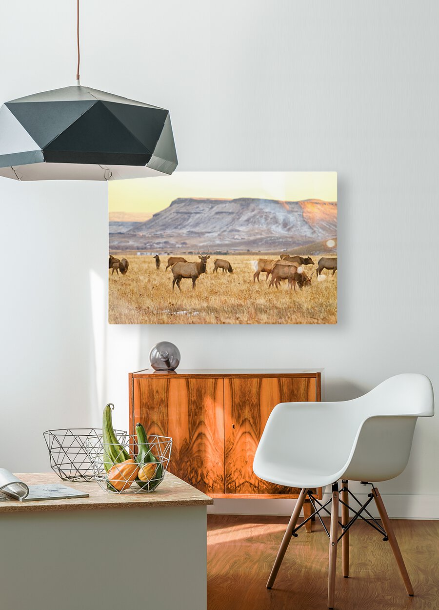 Elk Heard Grazing Rocky Mountain Foothills  HD Metal print with Floating Frame on Back