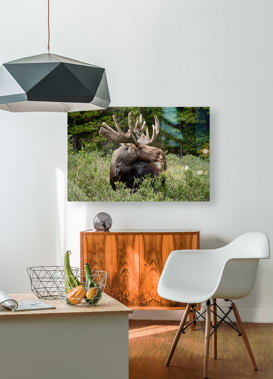 Bull Moose Wild  Impression métal HD avec cadre flottant sur le dos