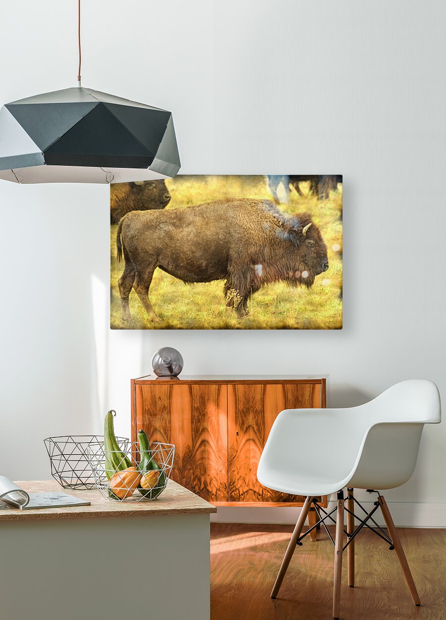 Bison  HD Metal print with Floating Frame on Back
