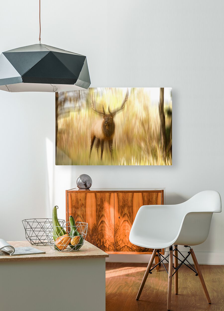 Bull Elk Forest Dreaming  Impression métal HD avec cadre flottant sur le dos